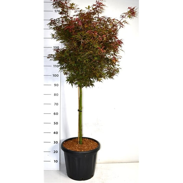 Japansk lönn – Acer palmatum 'Shaina' - C25 60 cm. Stam
